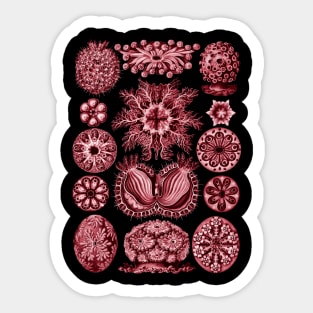 Ernst Haeckel  Ascidiae Sea Squirts Red Sticker